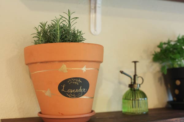 A lavender plant in an orange colored pot with an arrow design.