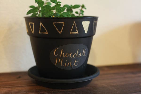 A black planter with chocolate mint herb inside.