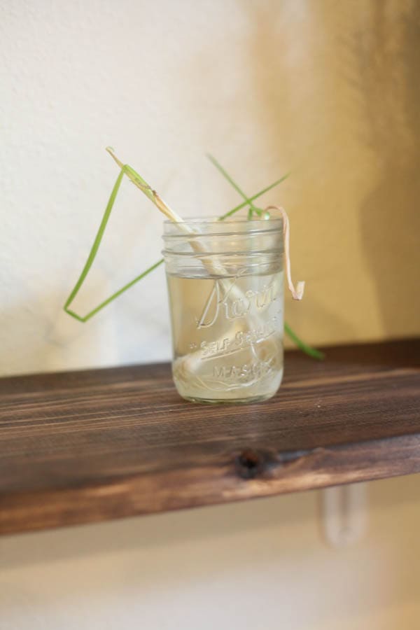 A clear glass filled with water and a herb plant root sticking out. 