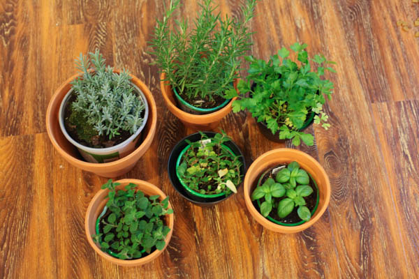 A collection of fresh herbs in terra cotta pots and small black planters. 