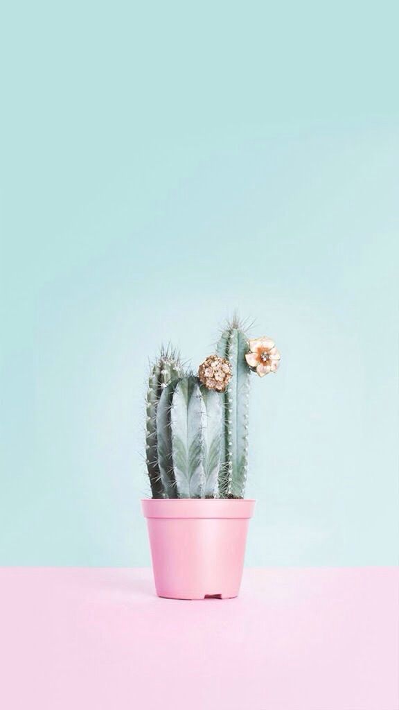  Aesthetic  Wallpaper  Cactus  iPhone Live Wallpapers 
