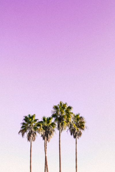 Pretty wallpaper download of palm trees with pastel pink background