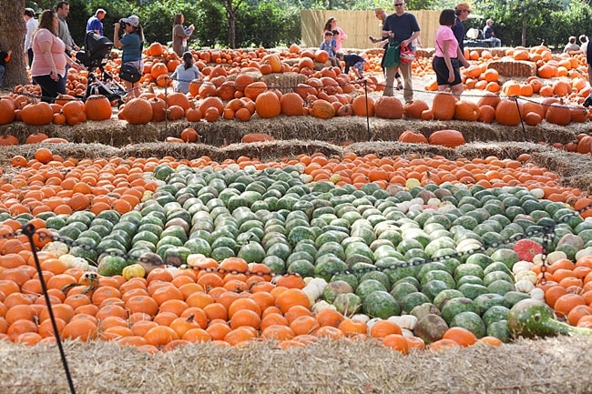 The Dallas Arboretum Pumpkin Festival Dating Dallas_0016