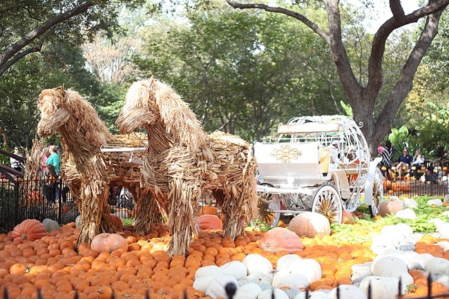 The Dallas Arboretum Pumpkin Festival Dating Dallas_0023
