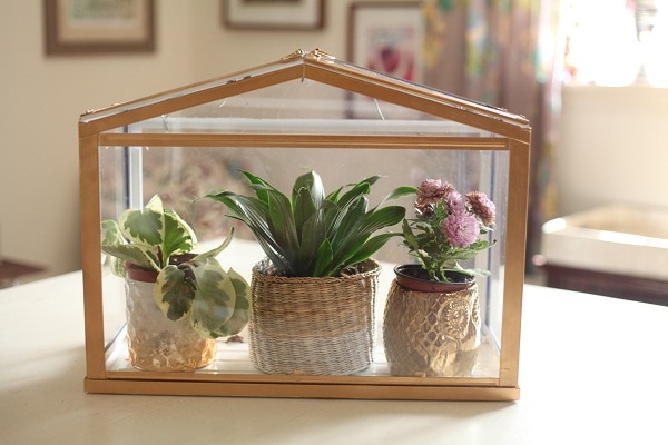A mini greenhouse filled with floral arrangements, one in a small wicker basket.  