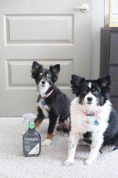 Pet stain removal! STAINMASTER helps remove stains, repel dirt and eliminate odors — perfect for pets!