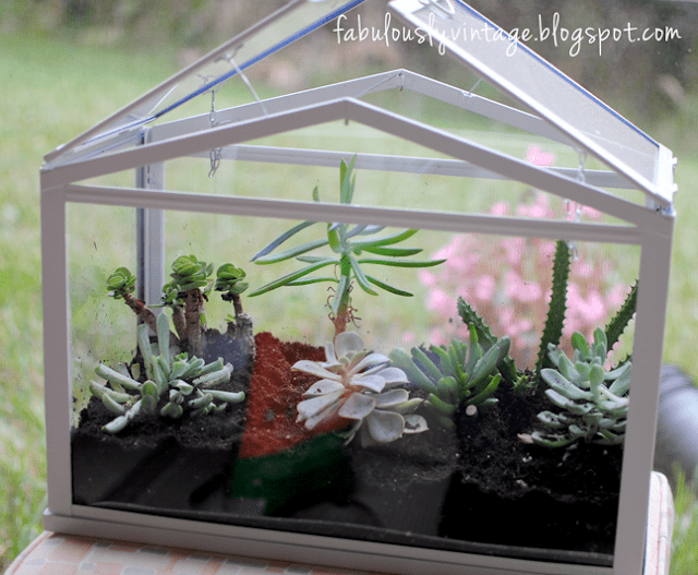 succulents growing in loose dirt in a miniature green house