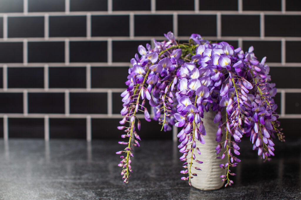 Fresh picked vibrant purple wisteria in a gray vase from a garden in the spring in a black subway tile kitchen with dark countertops.