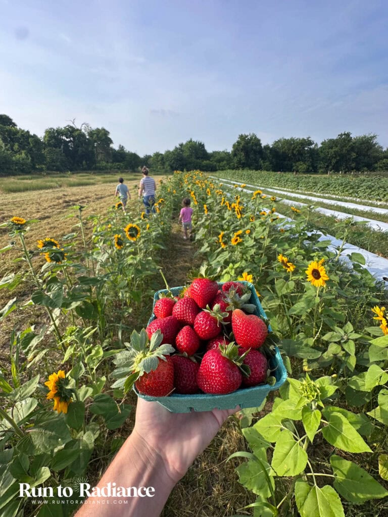 summer berry picking at a farm