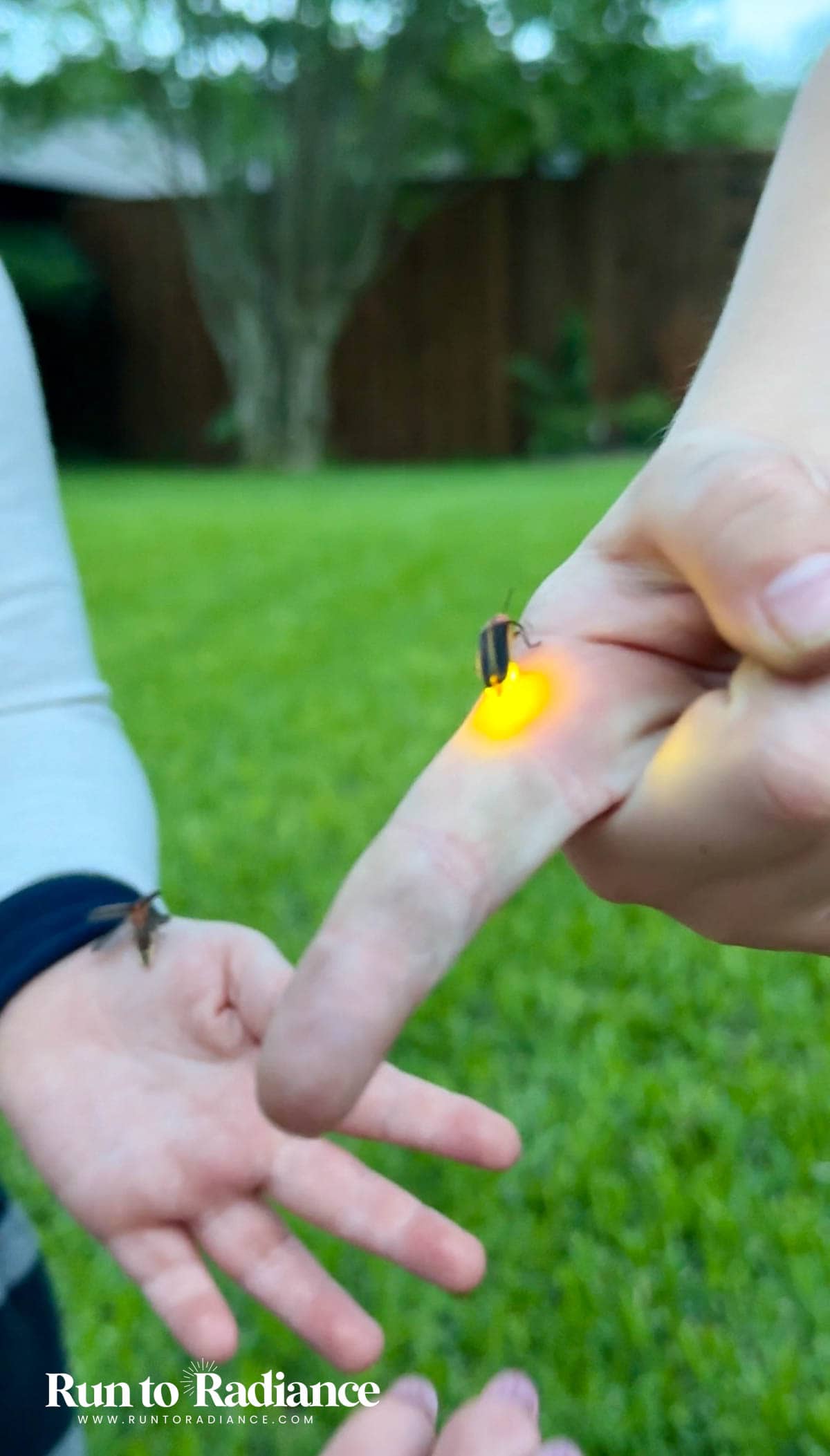firefly catching for a summer activity
