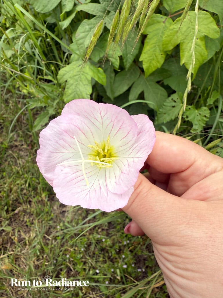 finding a flower on a nature walk