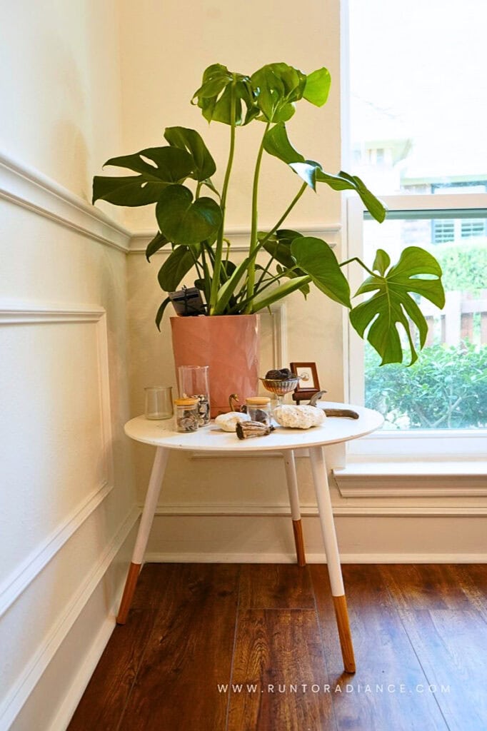 Monstera plant styled with a nature museum of shells and rocks, cottagecore decor